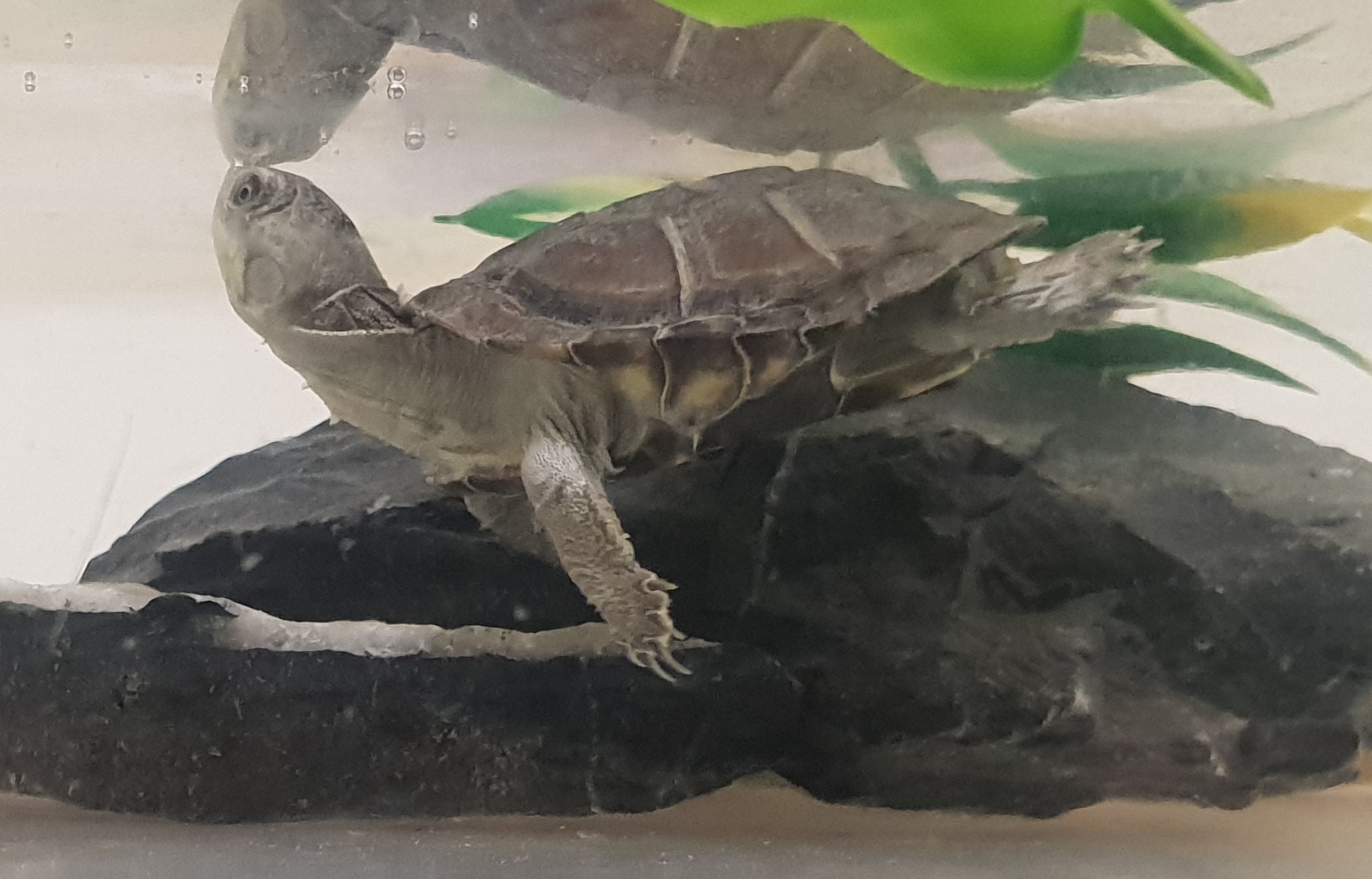 Adanson's mud turtle - juvenile