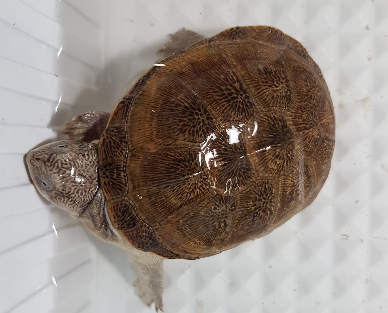 Adanson's mud turtle - Pelusios adansoni