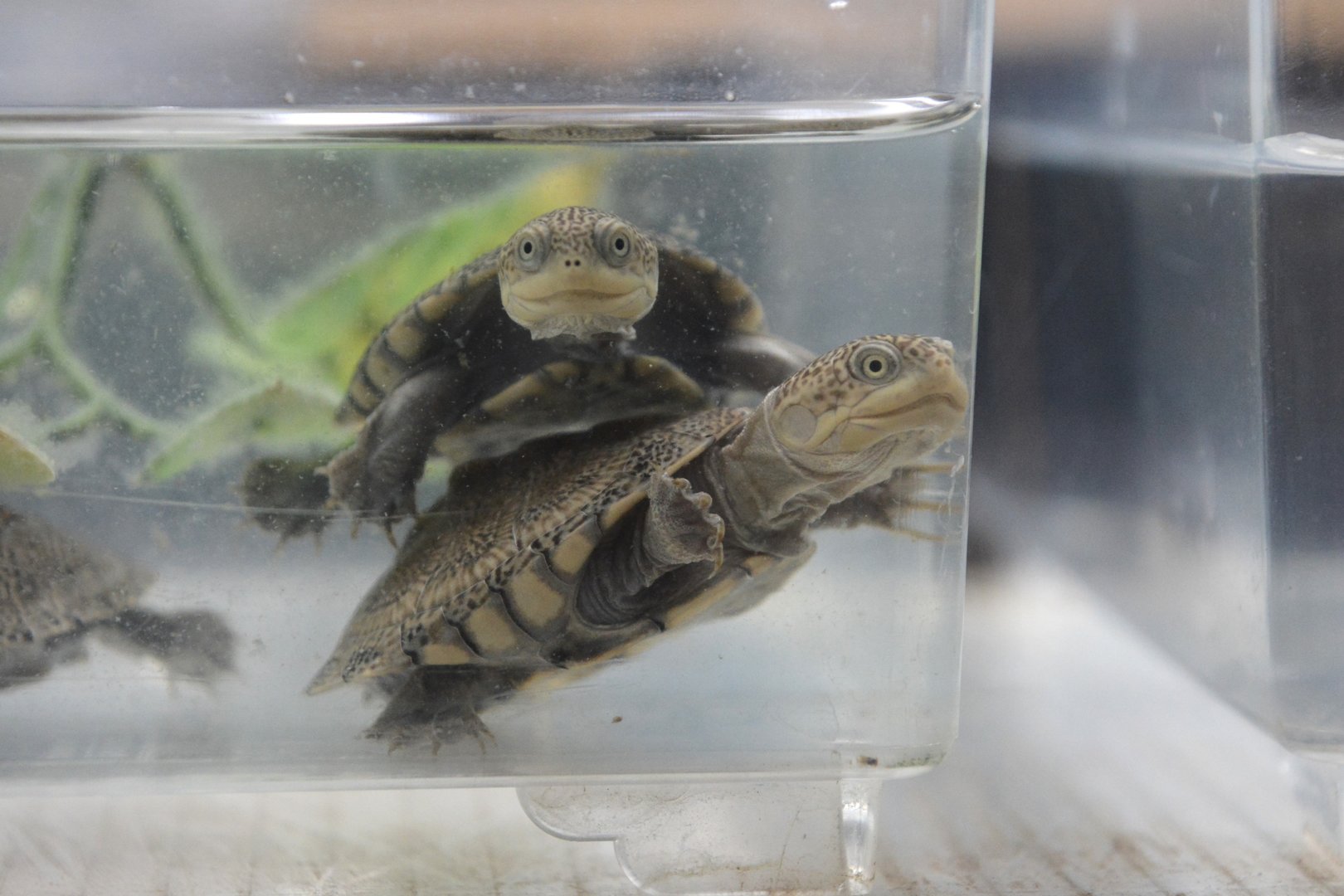 Adanson's mud turtle (Pelusios adansonii) - juveniles
