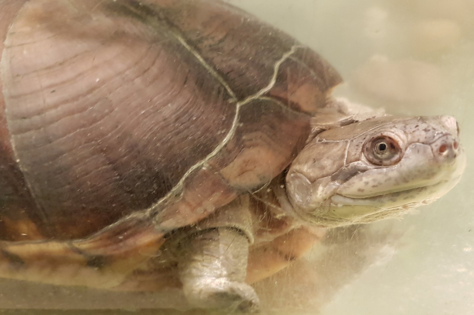 Adanson's mud turtle
