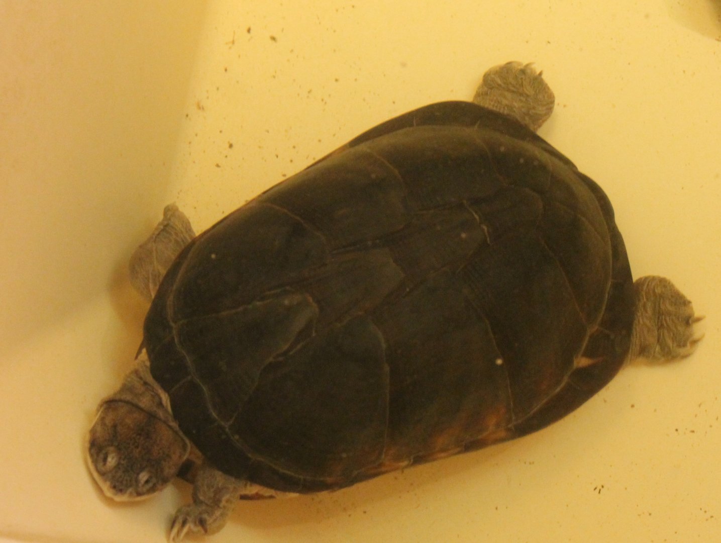 Adanson's mud turtle