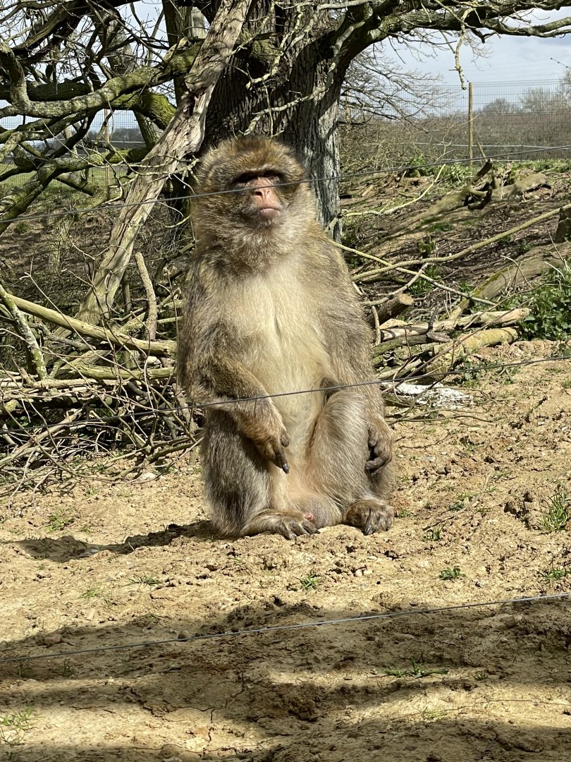 Adao having a sunbathe