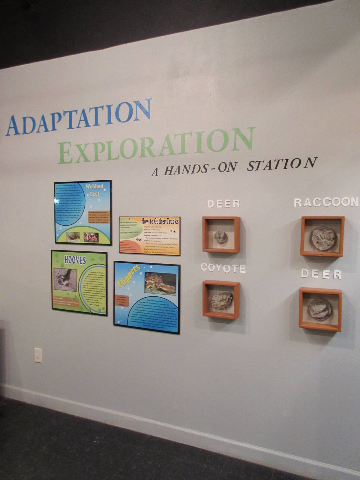 Adaptation Themed Wall