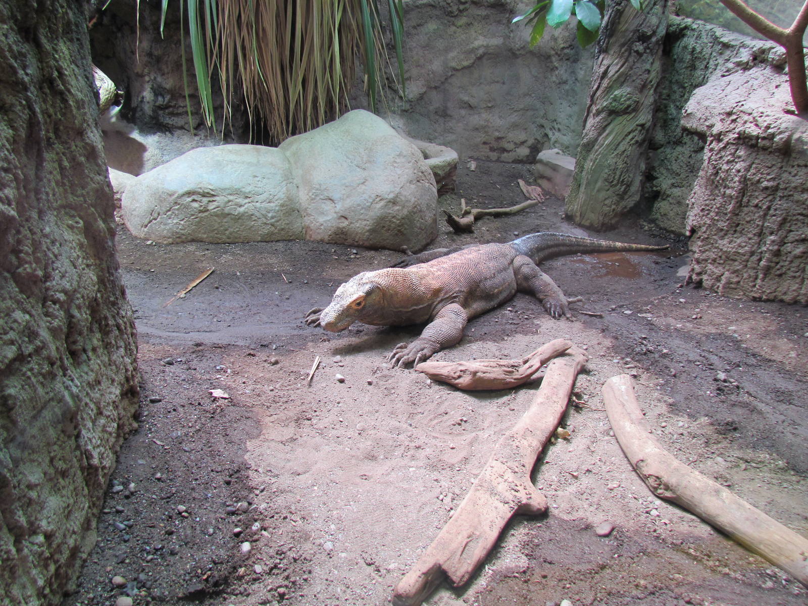 Adaptations Building - Komodo Dragon Exhibit