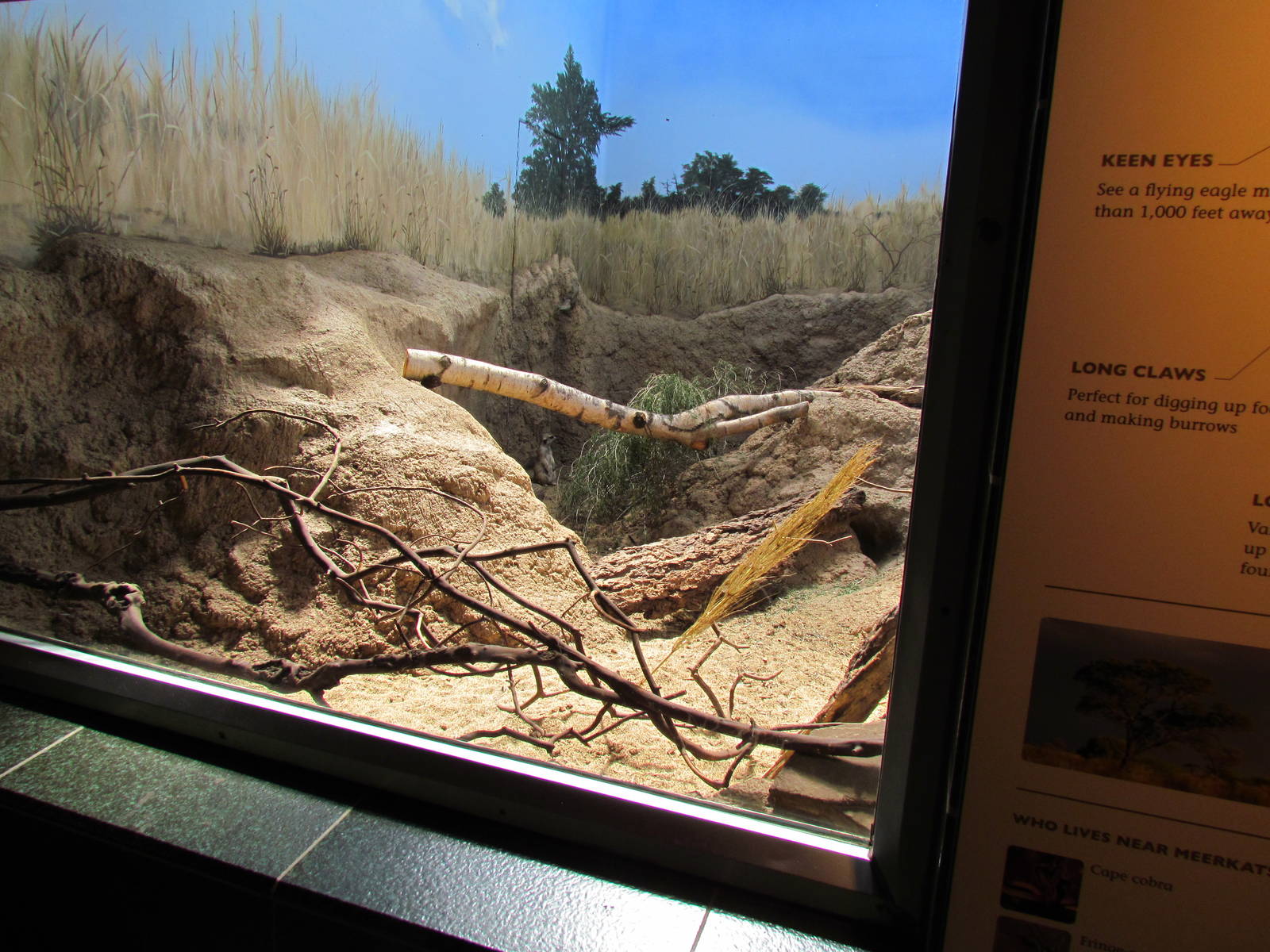 Adaptations Building - Meerkat Exhibit