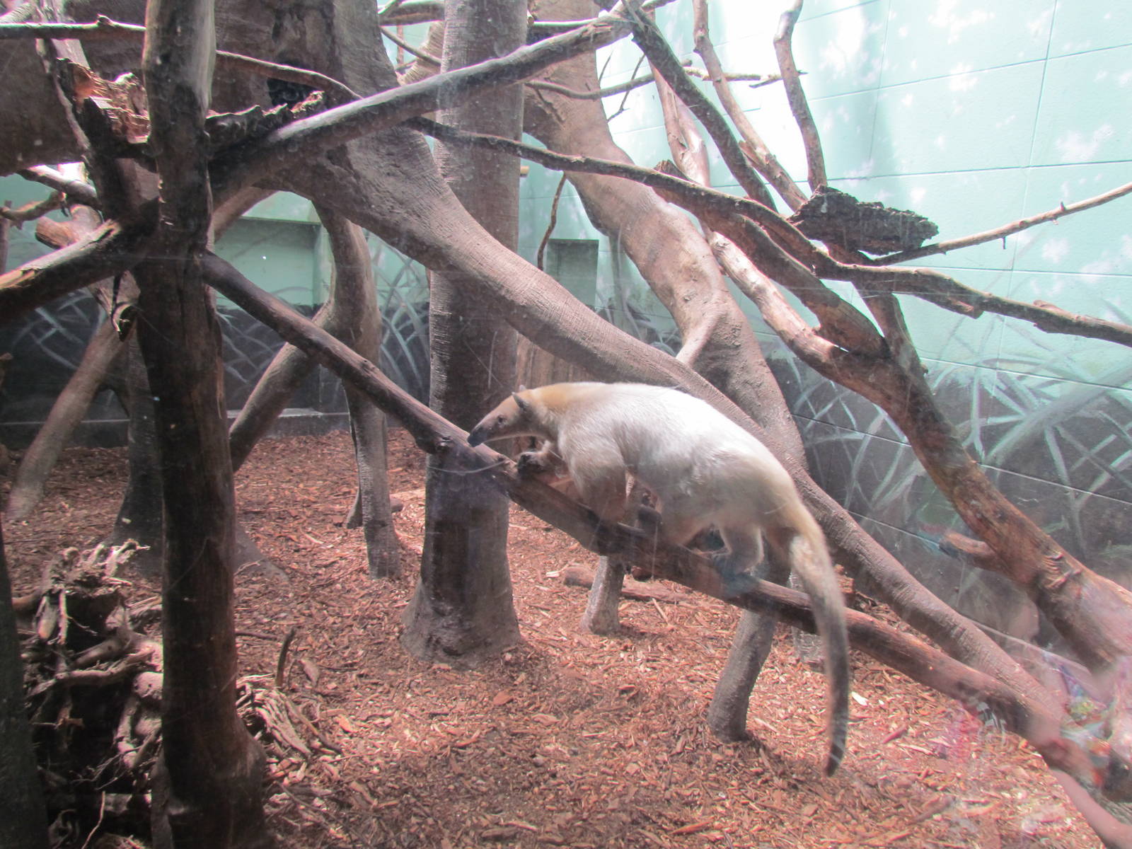 Adaptations Building - Southern Tamandua
