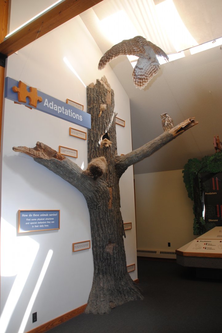 Adaptations exhibit (Trailhead Gallery)