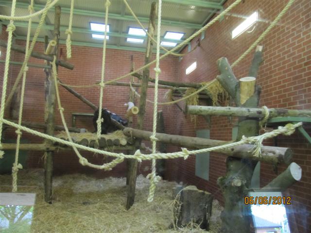 Adapted chimp indoor area in the ex-gorilla house 1