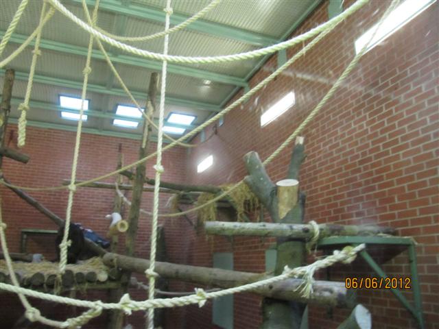Adapted chimp indoor area in the ex-gorilla house 3