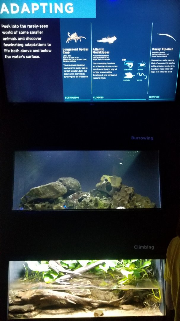 Adapting: Burrowing (top), Climbing (bottom)