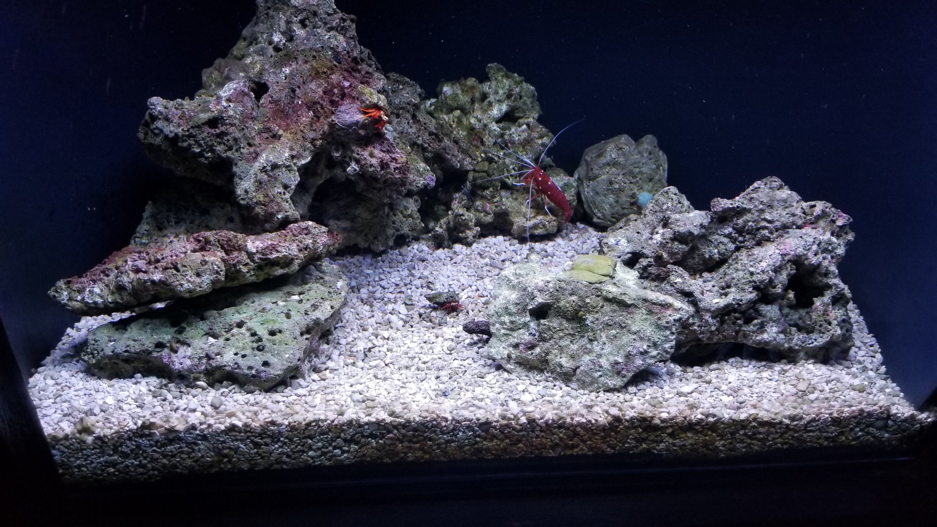 Adapting: Picking: debelius cleaner shrimp, red reef hermit crab