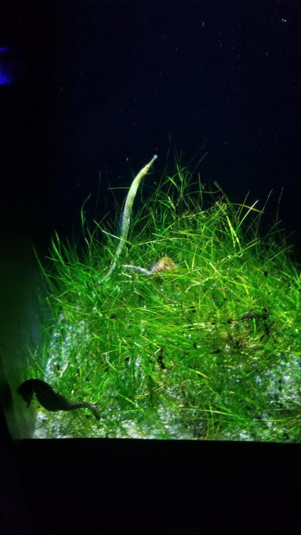 Adapting: Slurping: dusky pipefish, lined seahorse