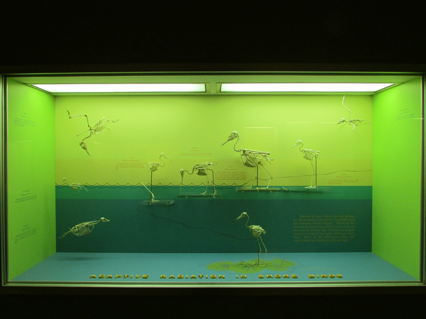 Adaptive Radiation In Shore Birds