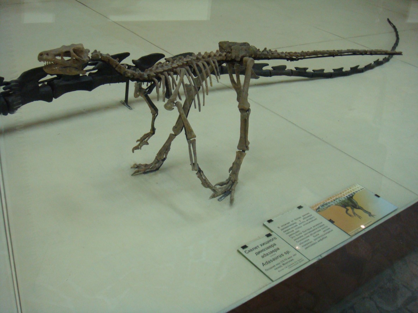 Adasaurus sp. skeleton (model)