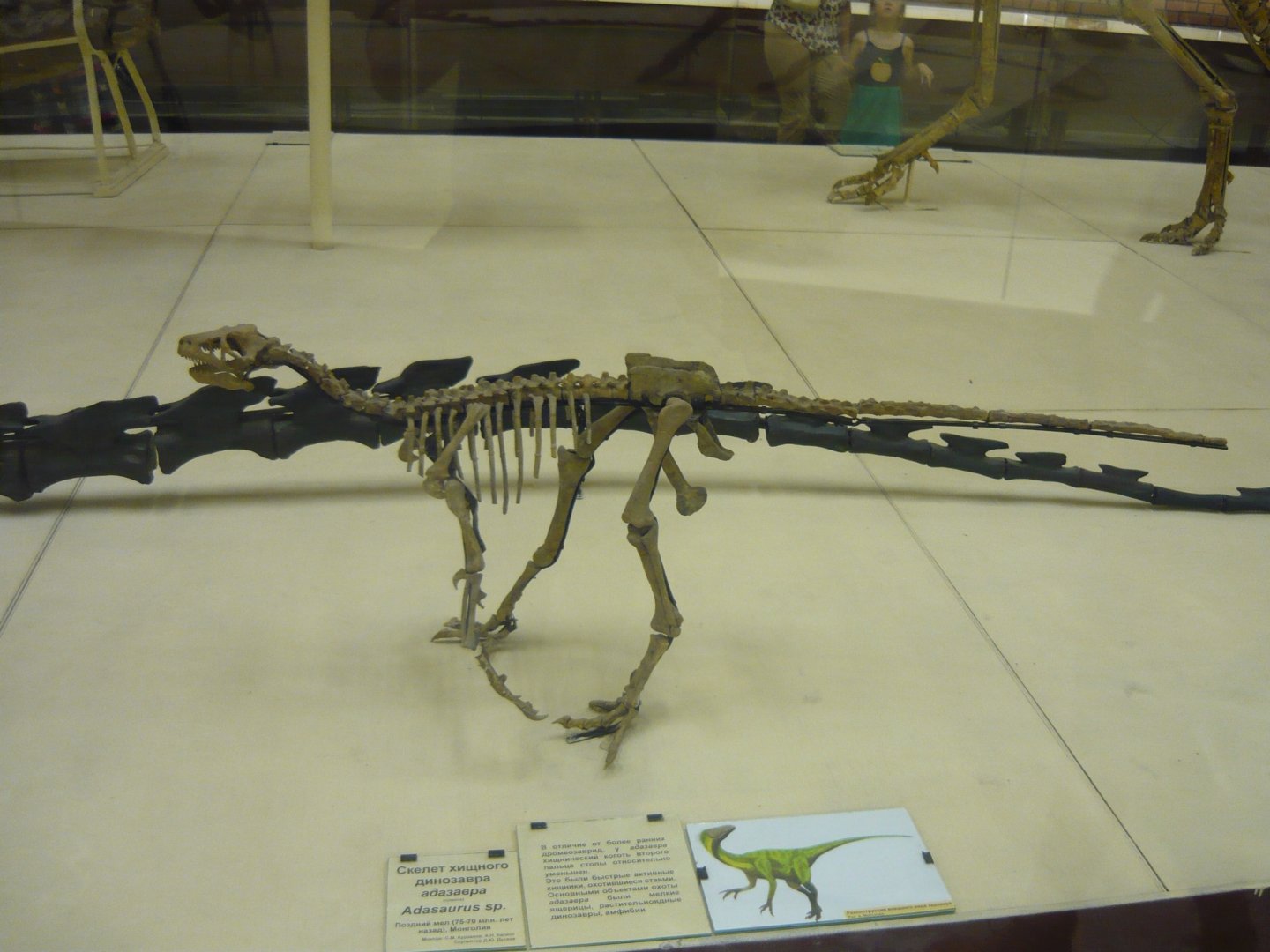 Adasaurus sp. skeleton (model)