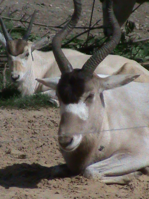 addax 050910