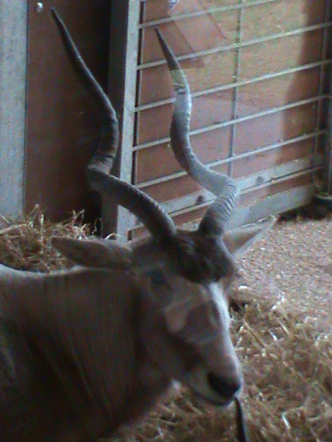 addax 08/10