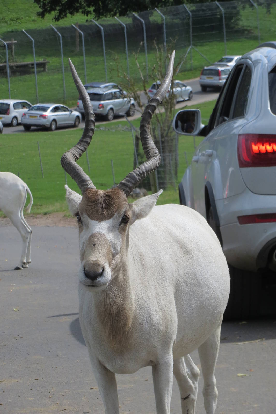 addax 120813