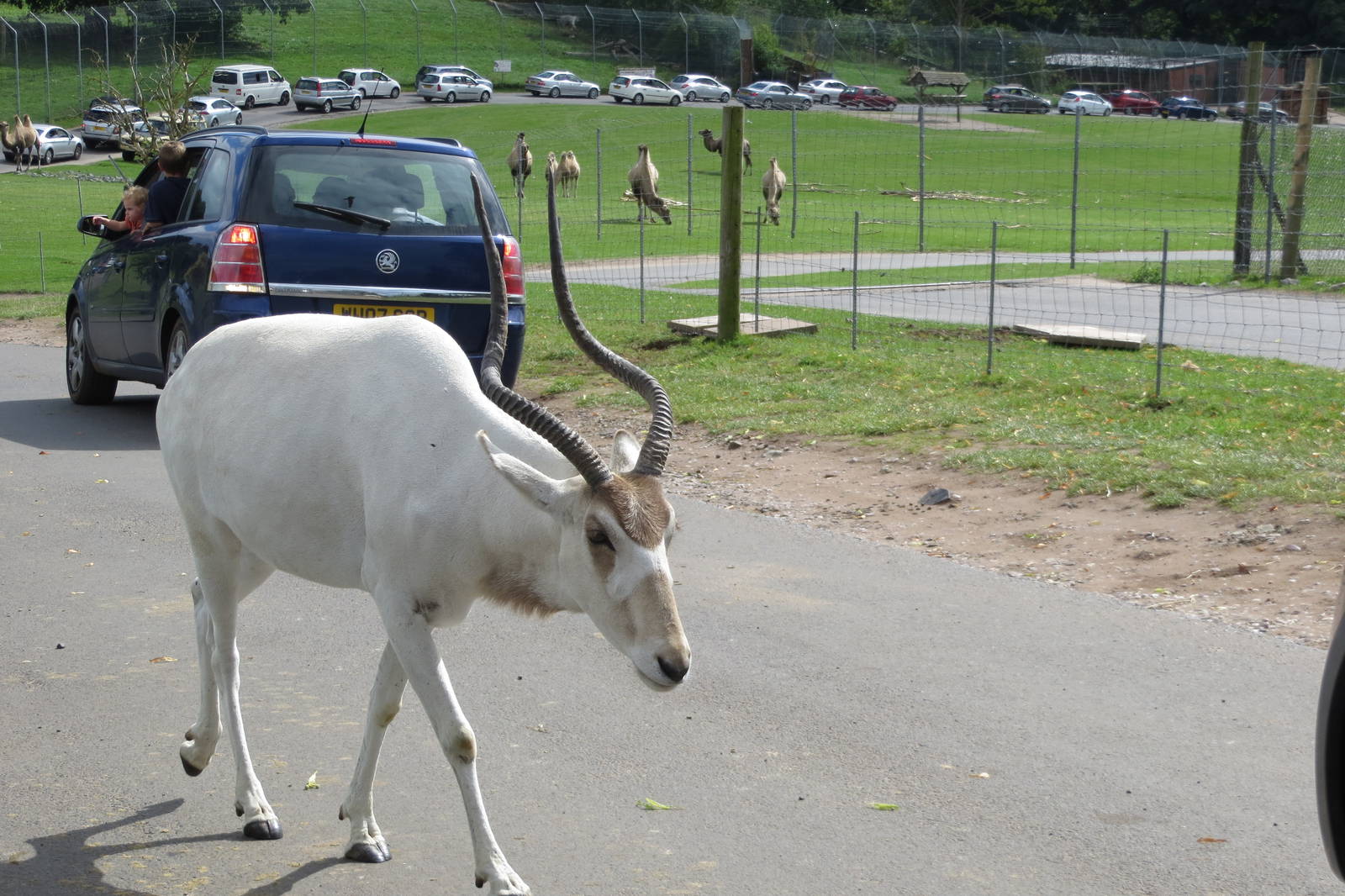 addax 120813