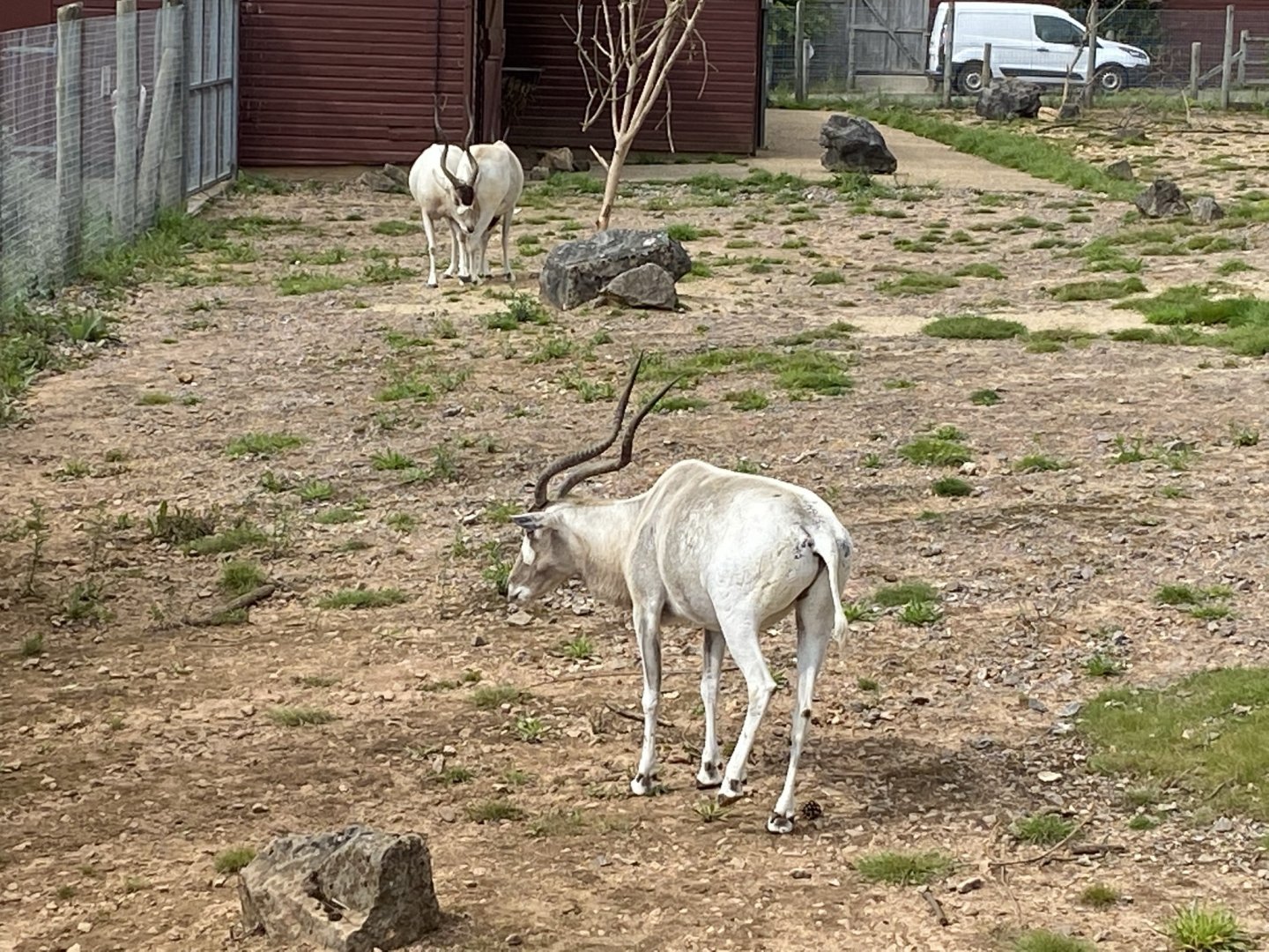 Addax 120821