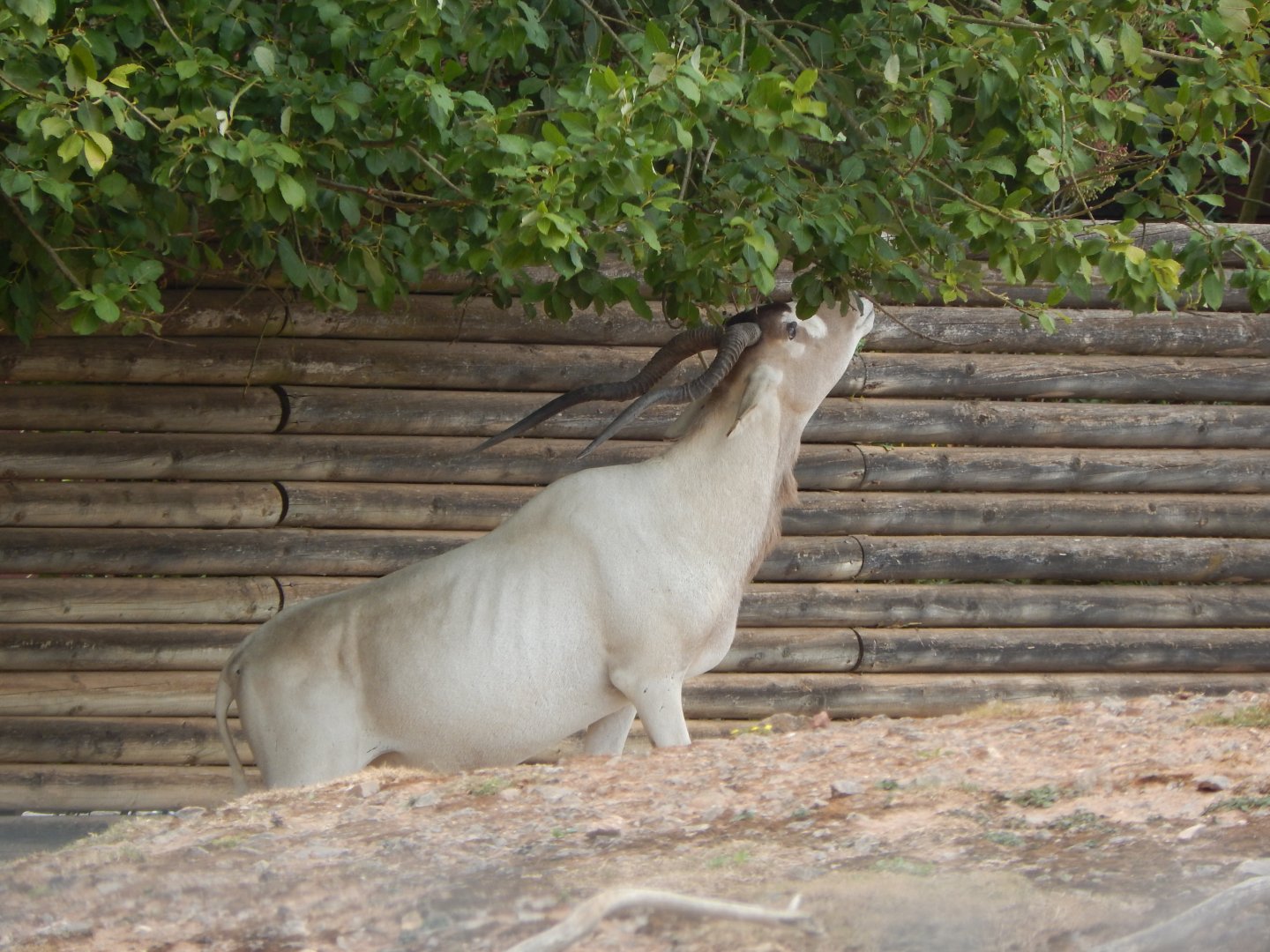 Addax 150725