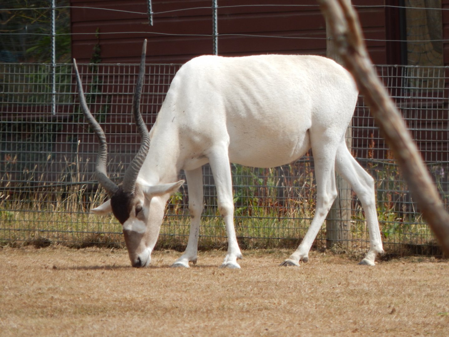 Addax 150725