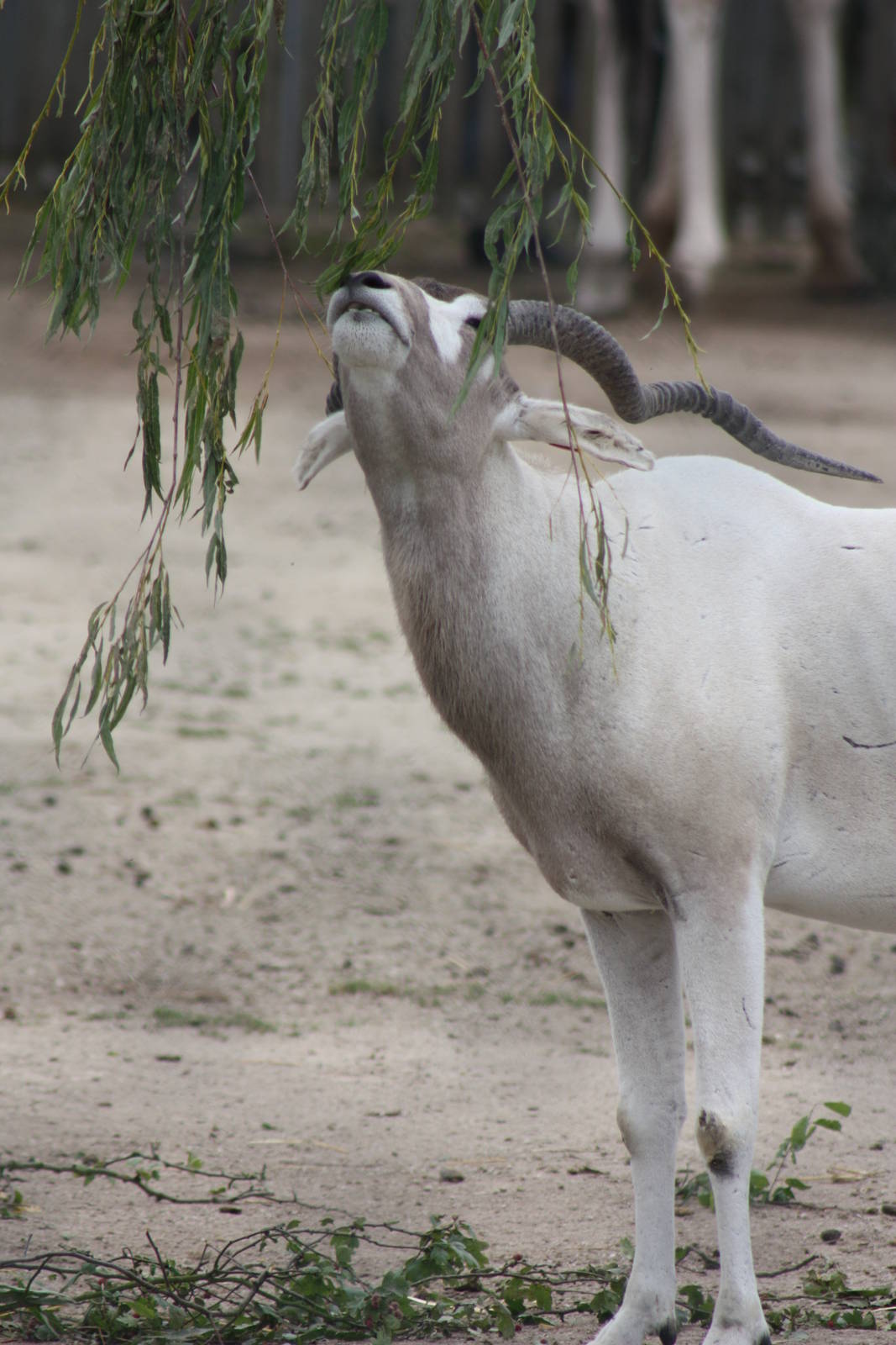 Addax, 1st September 2014