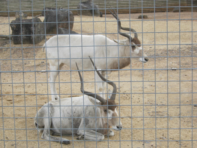 Addax 2012