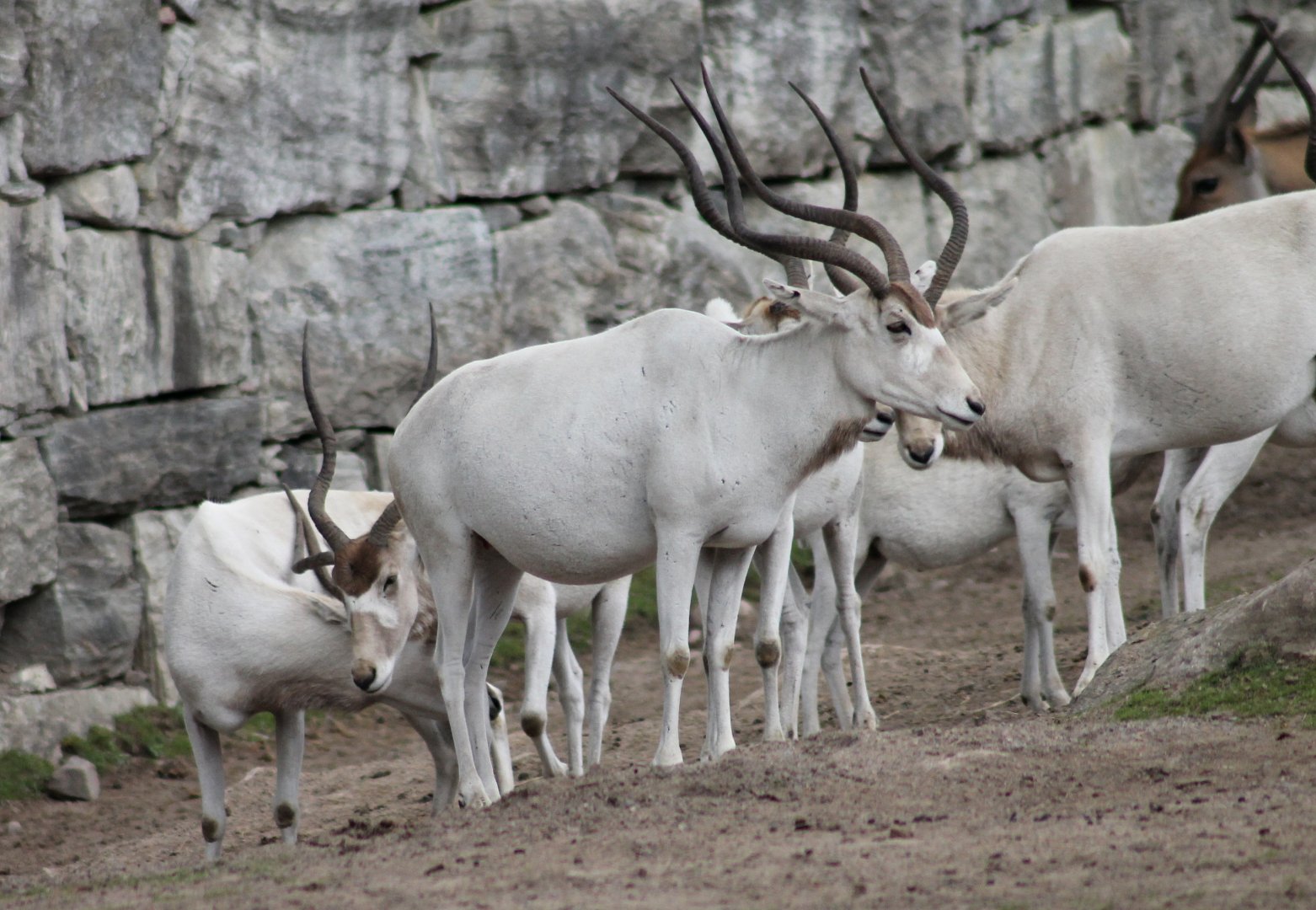 Addax (2015)