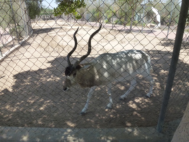 Addax 25.4.13