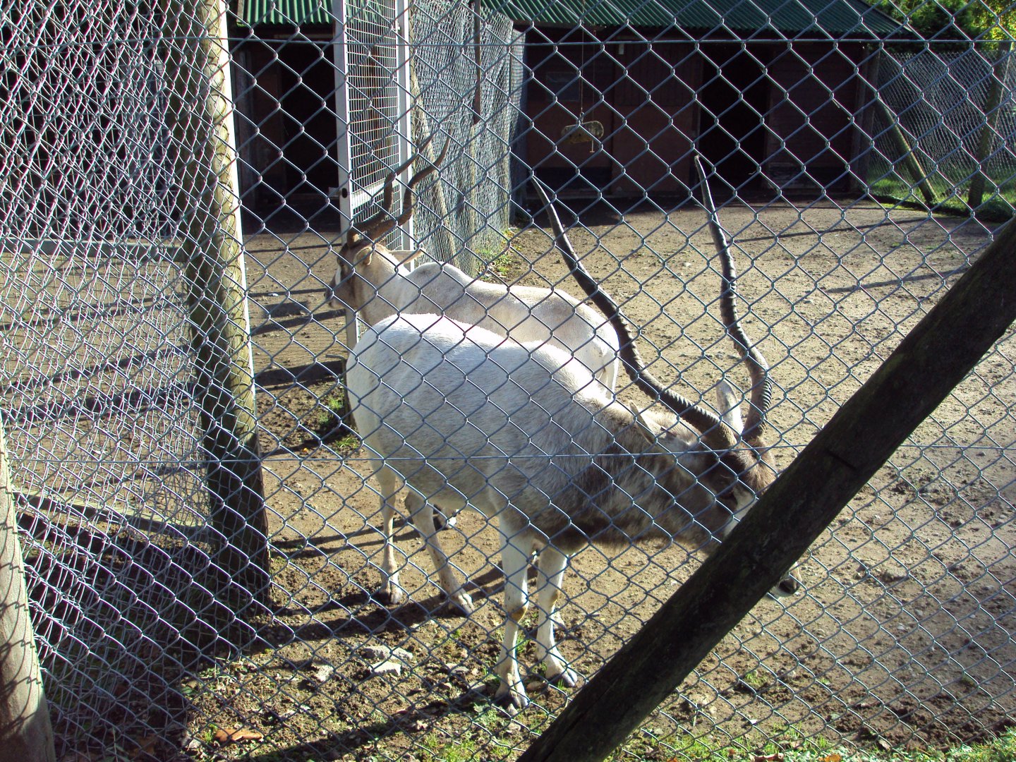 Addax 27/10/2019