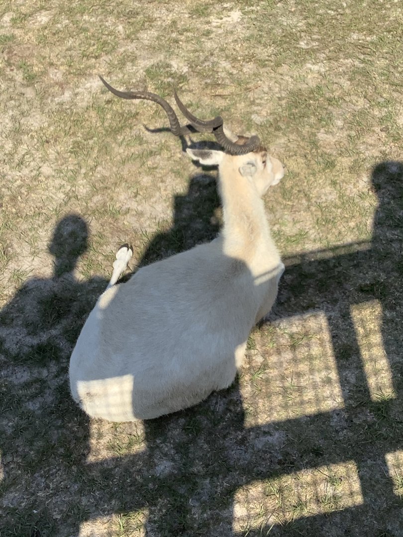 Addax 3/21/24