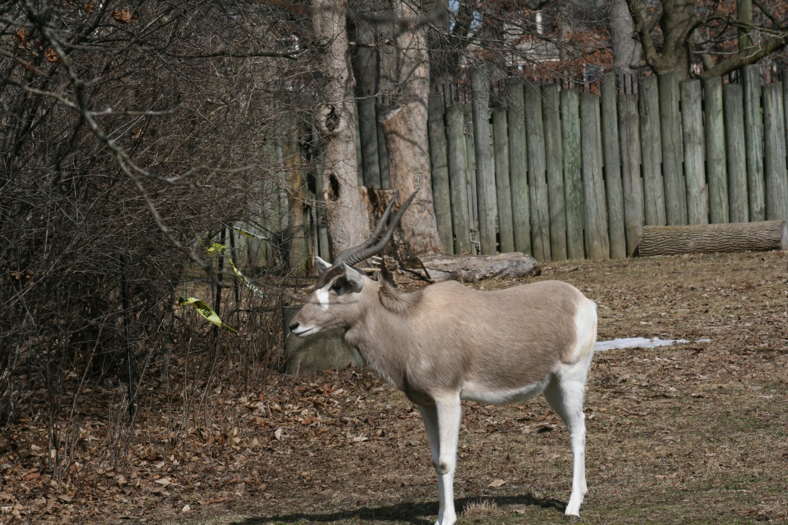 Addax(3/9/2025)