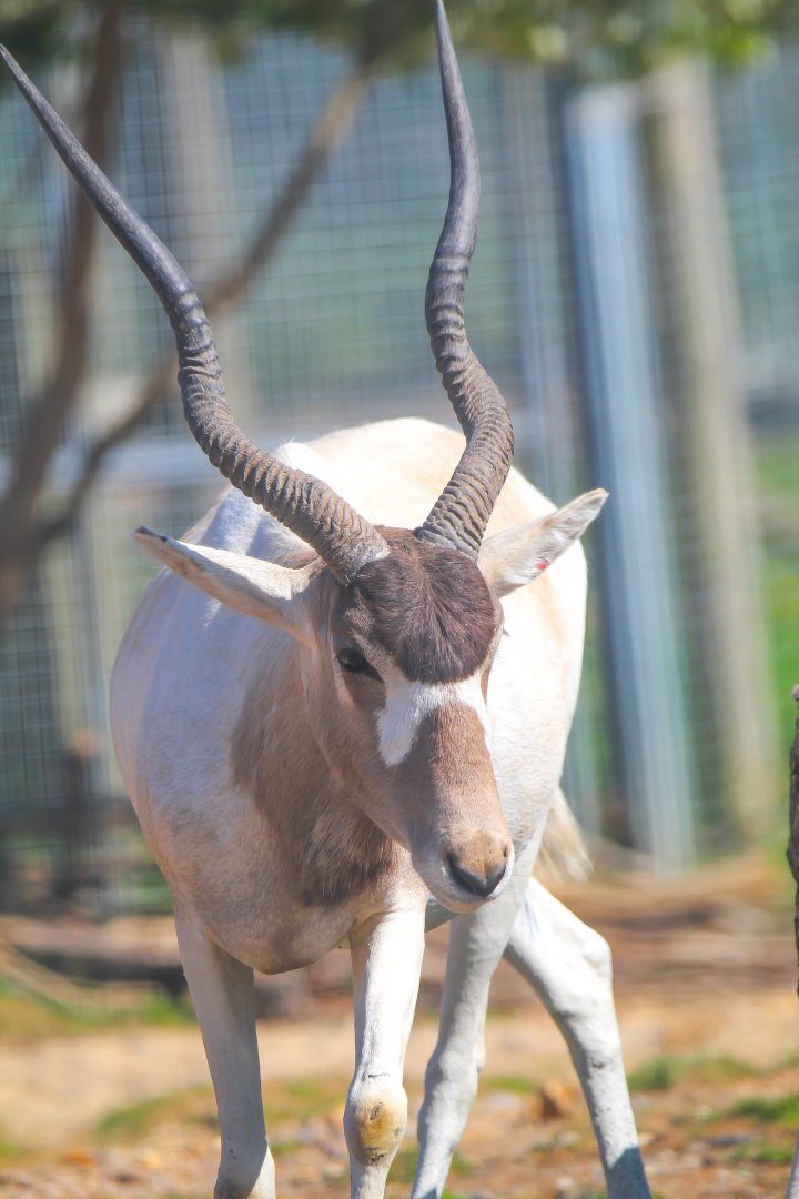 Addax- 30th April 2025