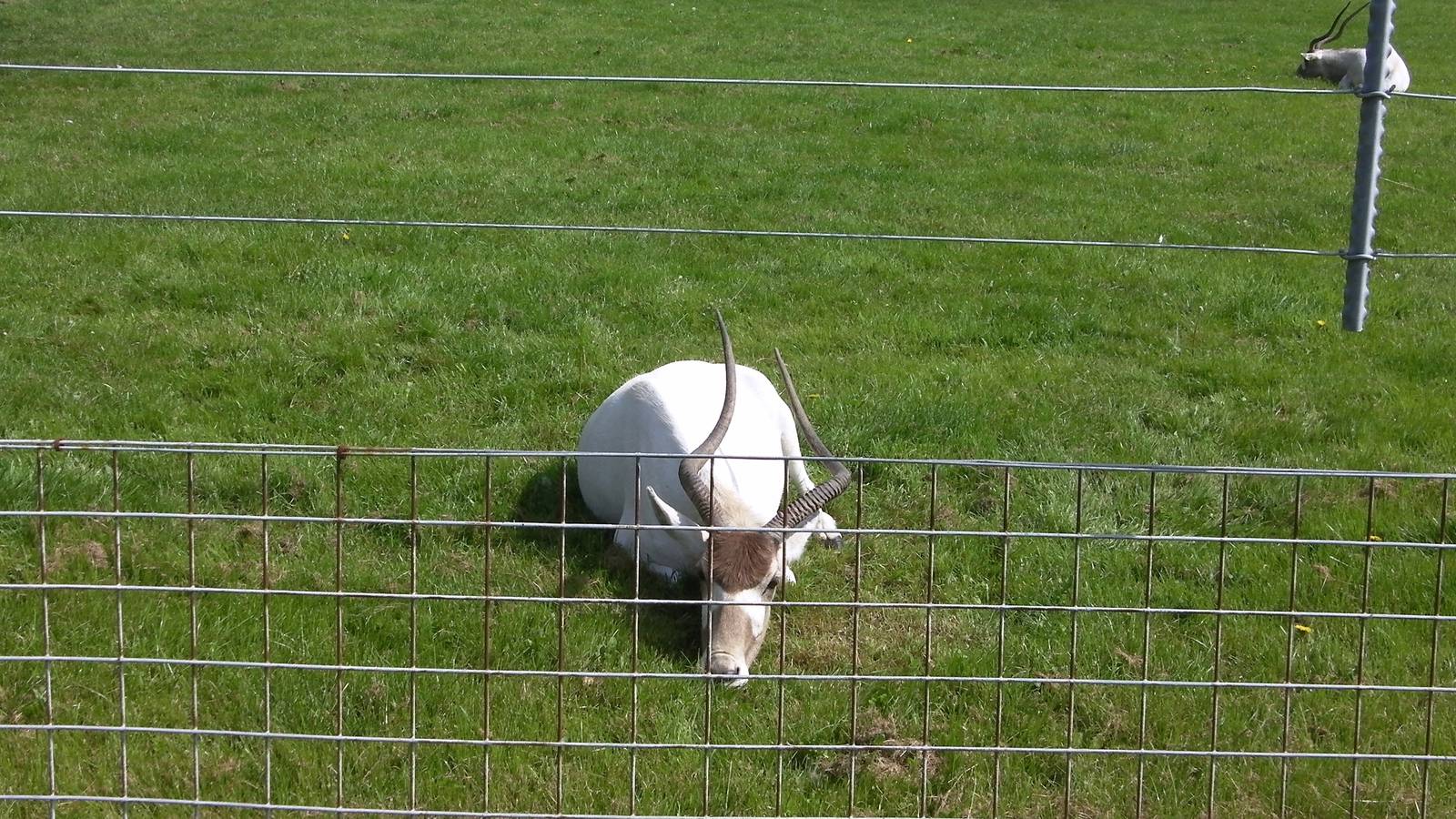 Addax - 31.07.2011