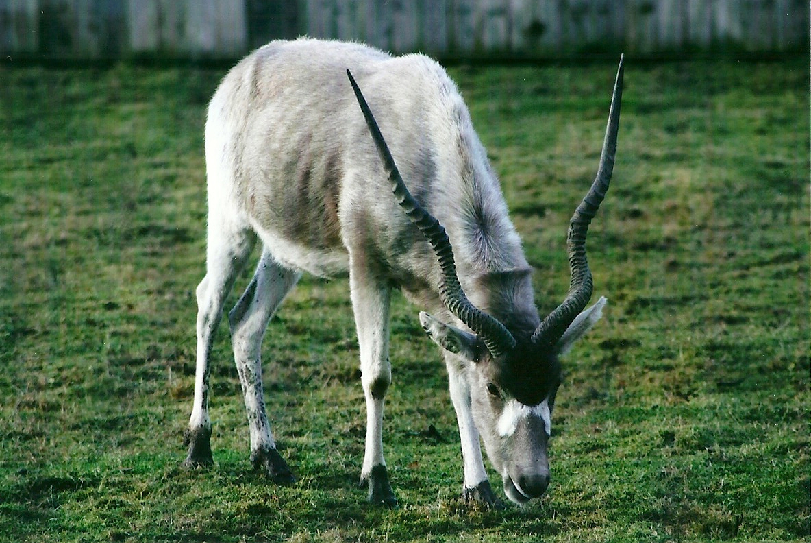 Addax 4th January 2013
