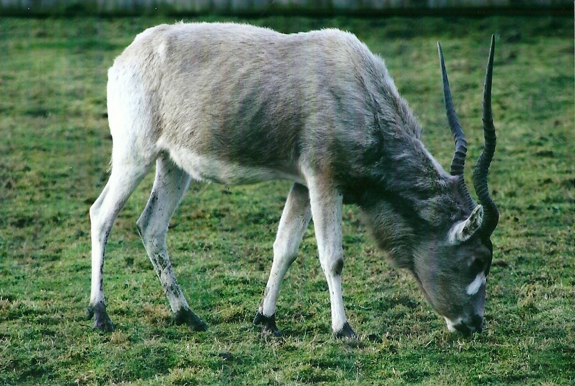 Addax 4th January 2013