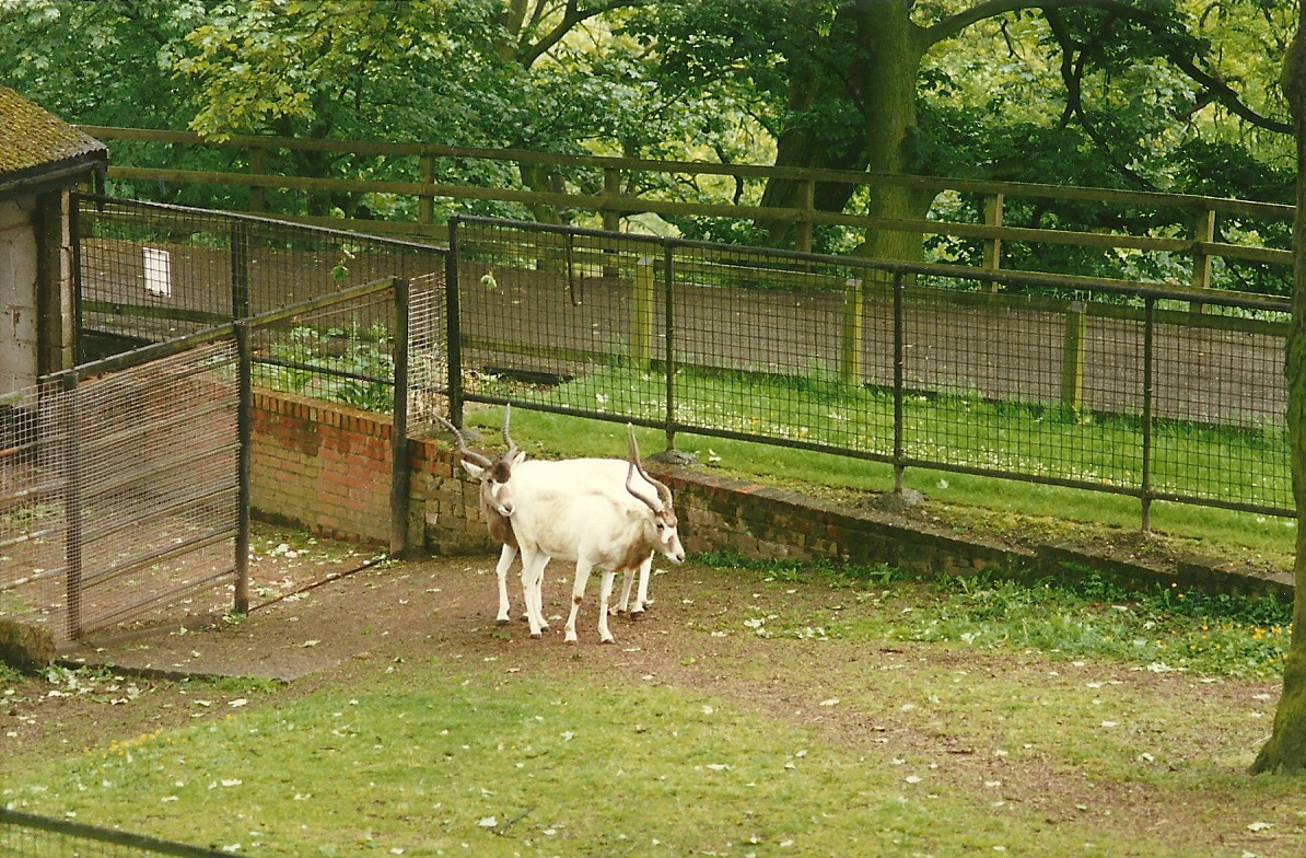 Addax 4th June 1994