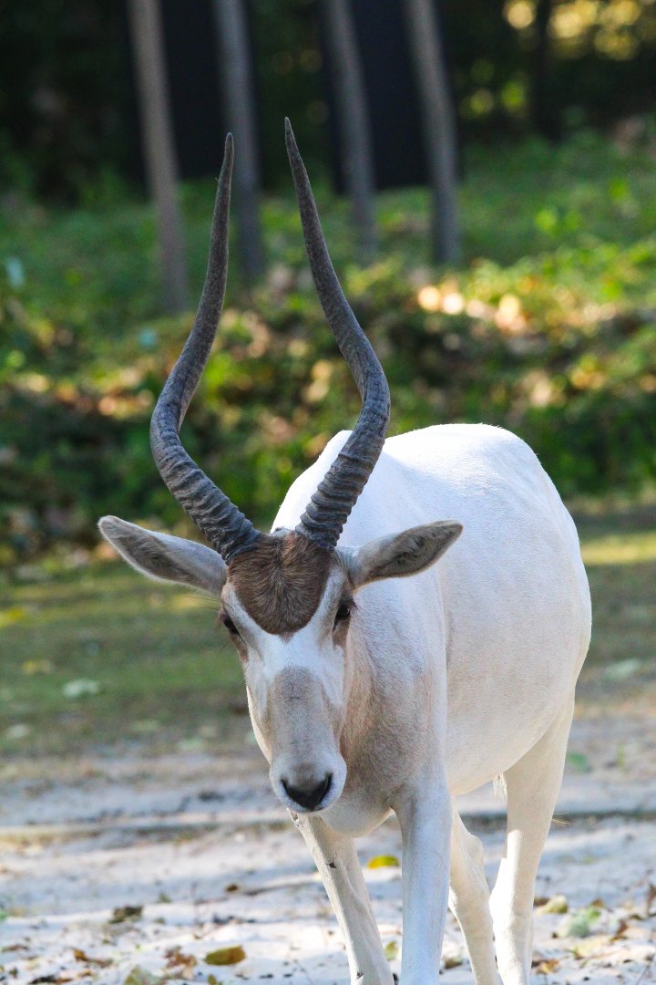 Addax- 4th September 2024