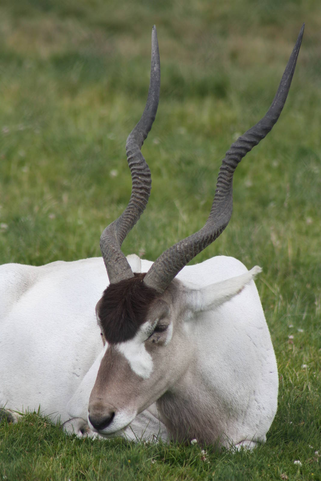 Addax, 7th July 2014