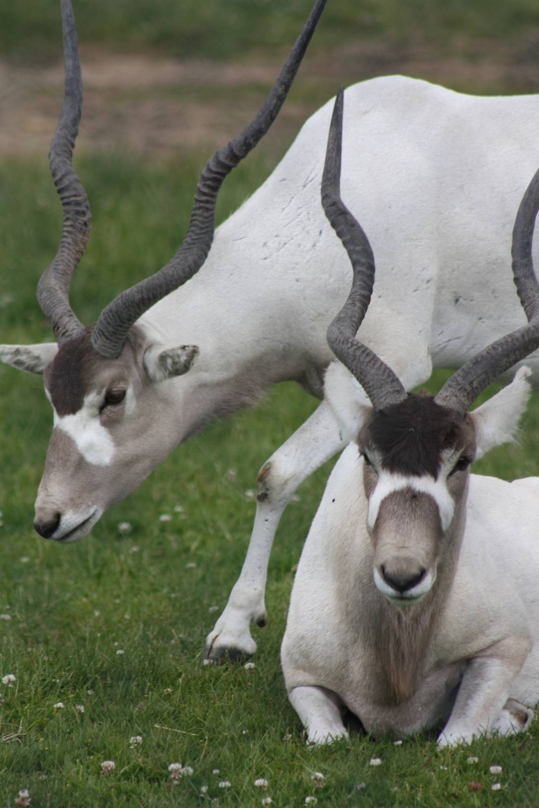 Addax, 7th July 2014