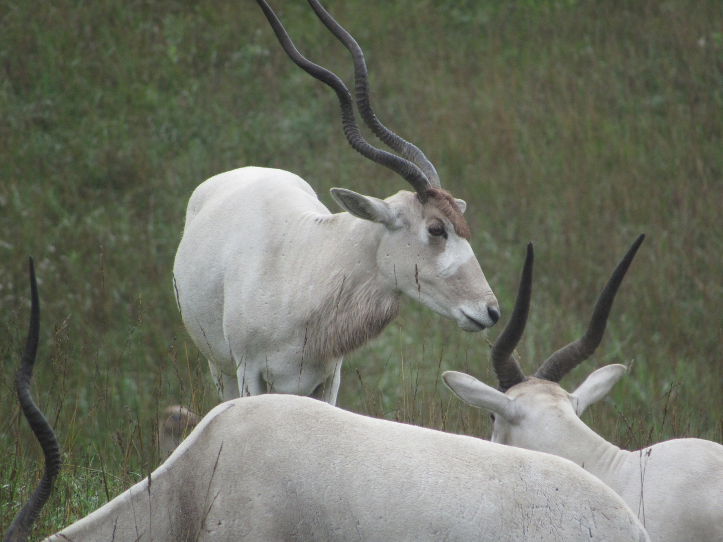 Addax - 8/7/23