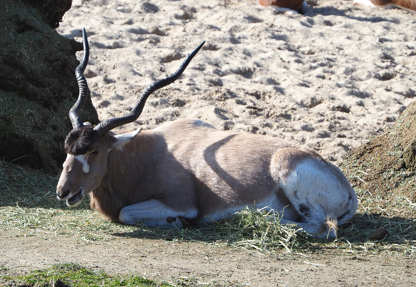 Addax (Addax masoculatus), 2021-02-23