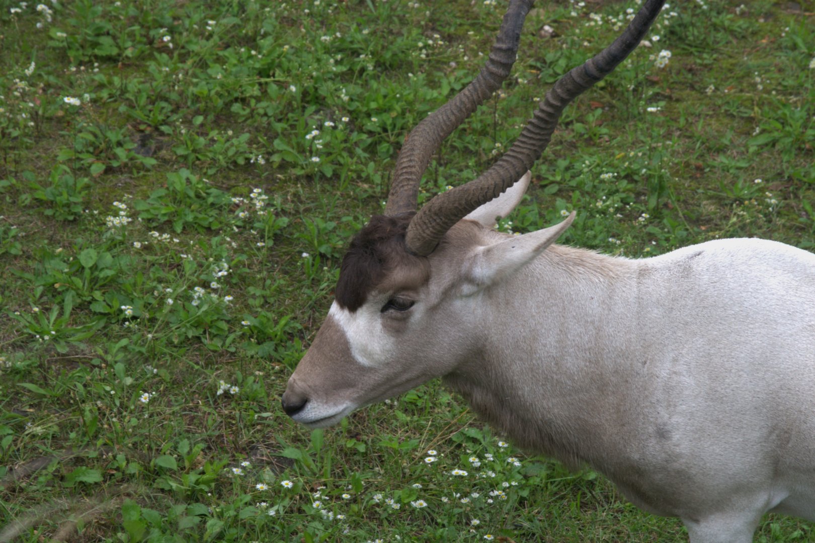 Addax (Addax nasomaculatus), 12-09-25