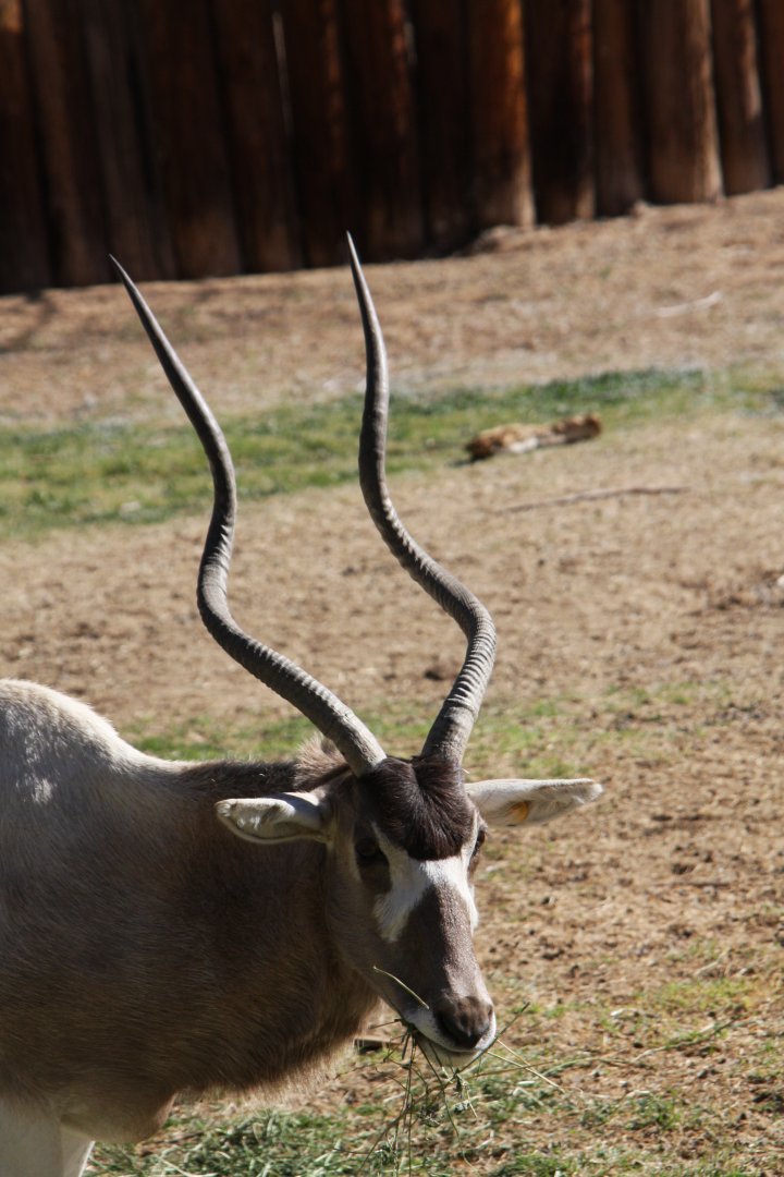 addax (Addax nasomaculatus) 2010