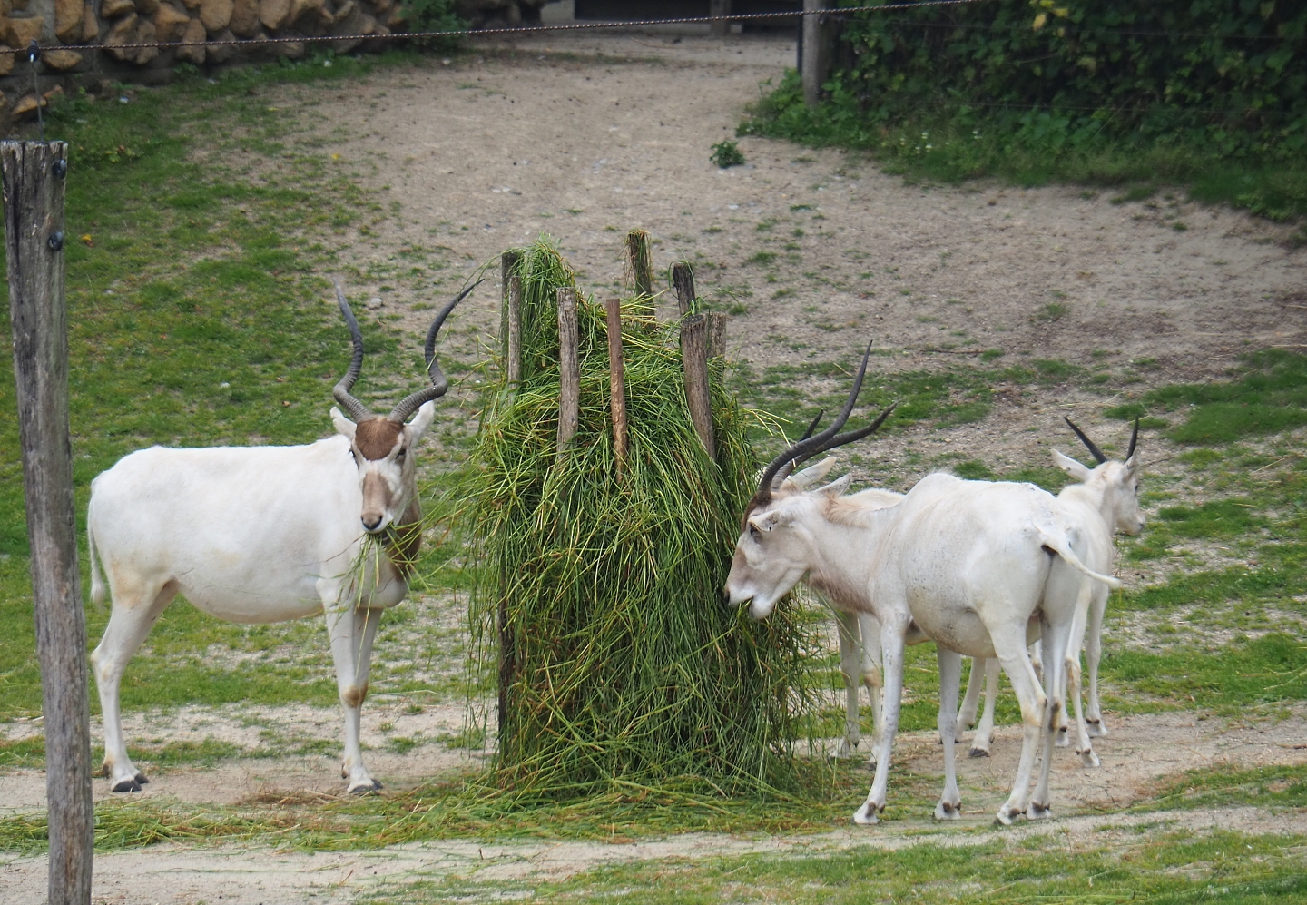 Addax (Addax nasomaculatus), 2019-06-26