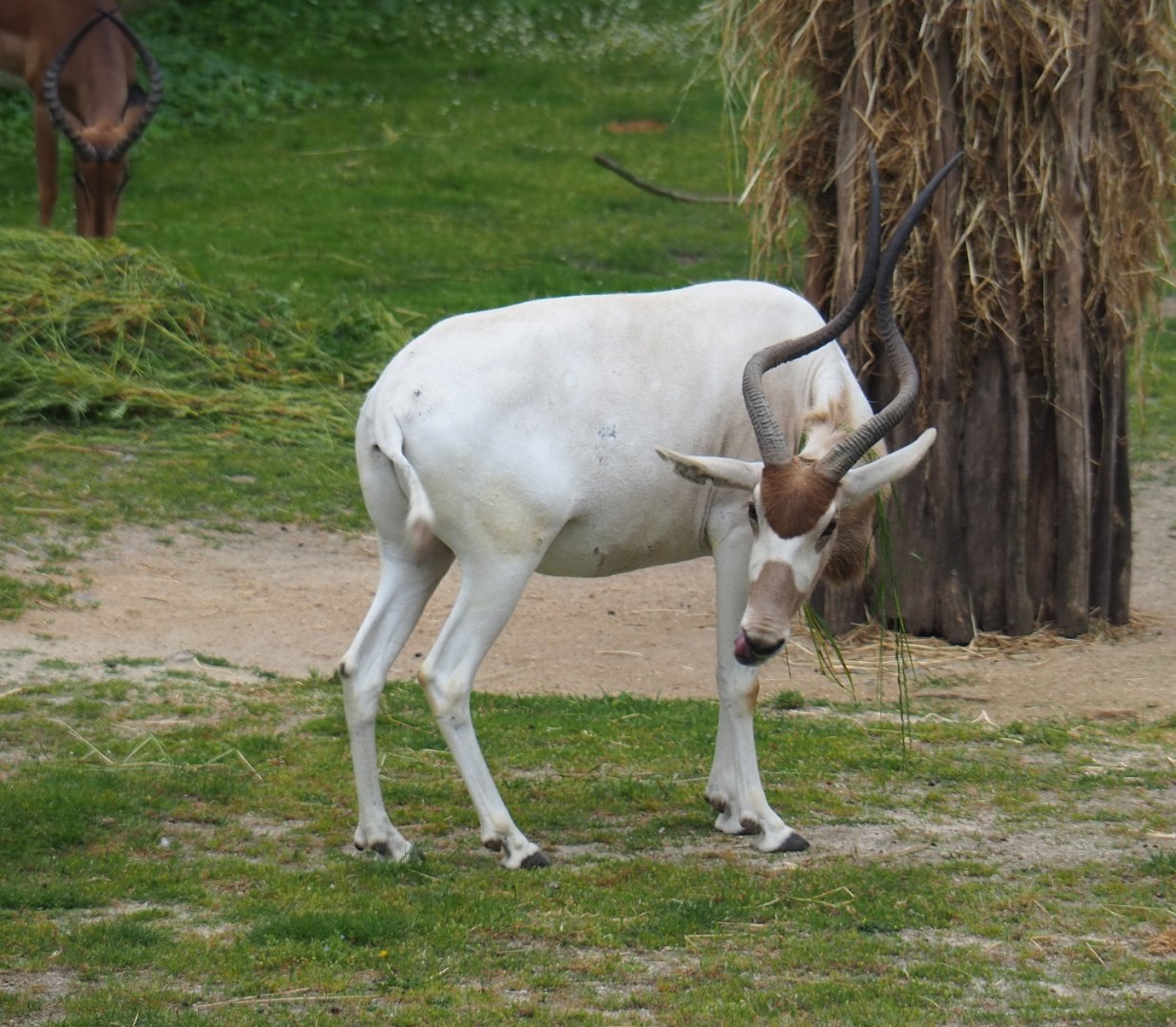 Addax (Addax nasomaculatus), 2019-06-26