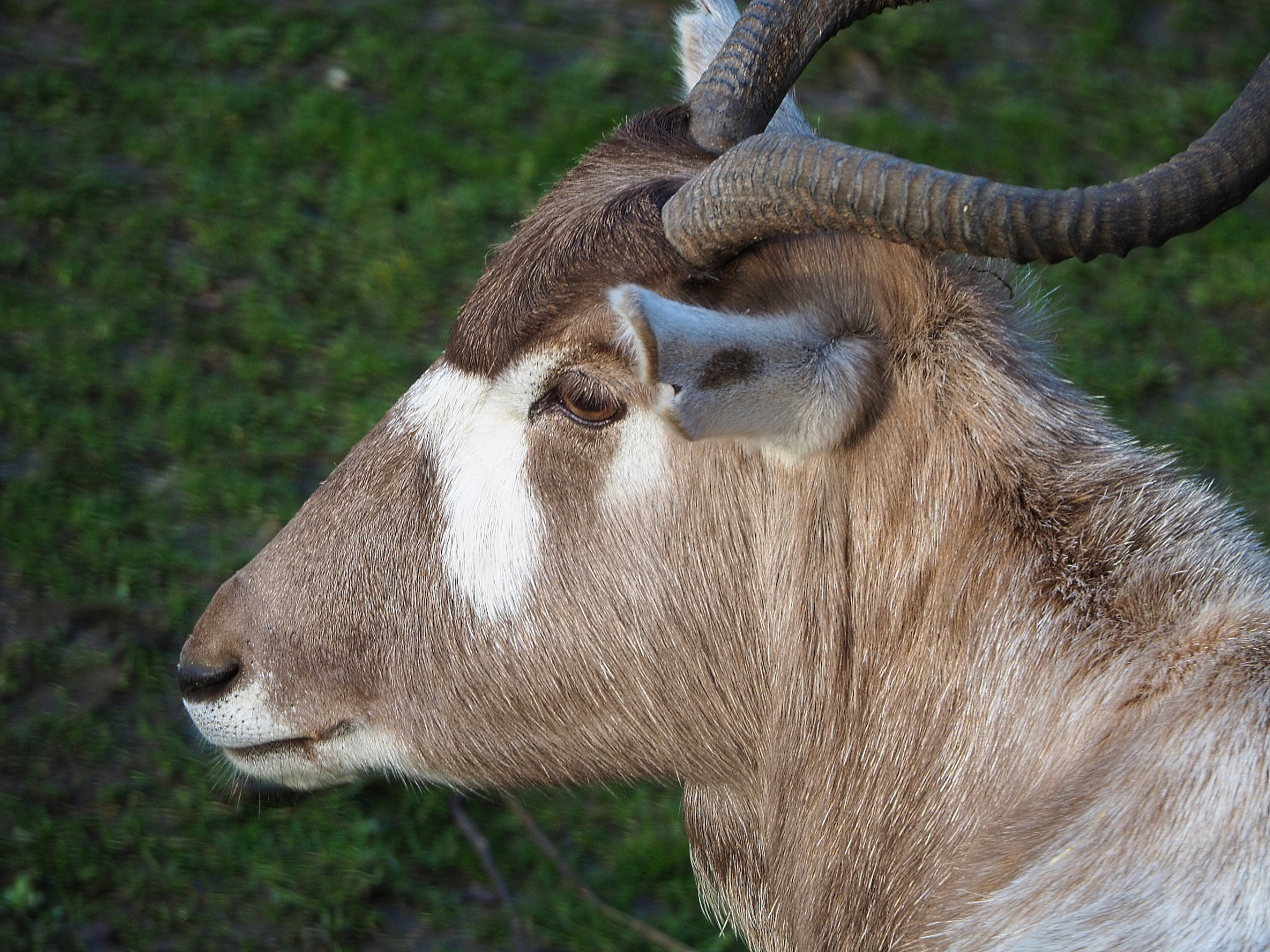 Addax (Addax nasomaculatus), 2019-12-28