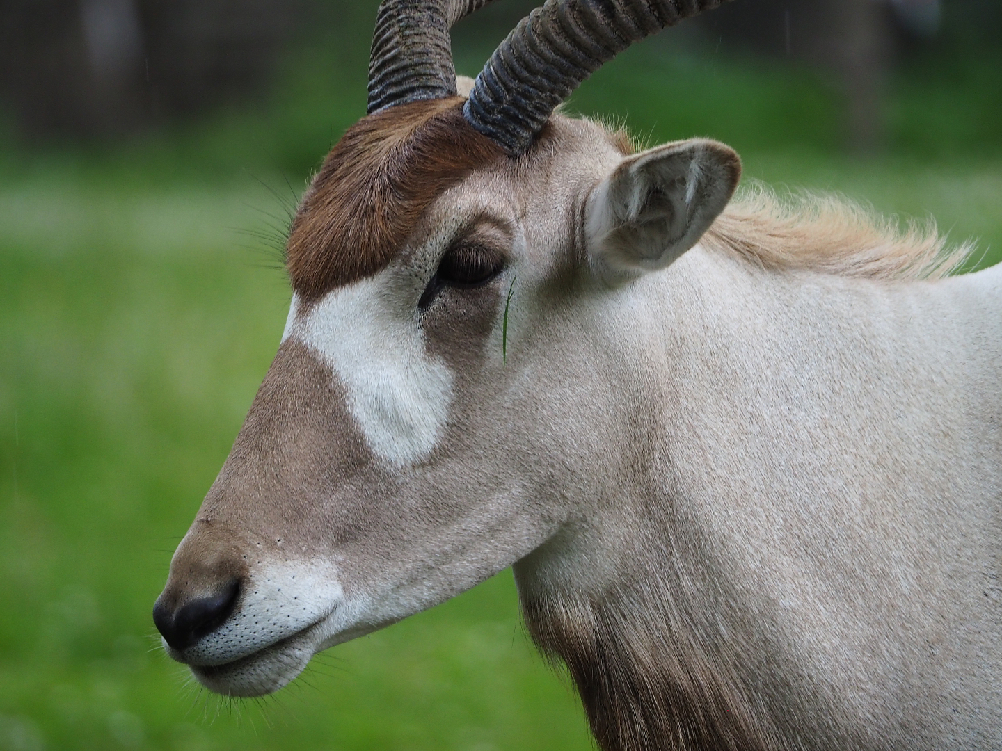 Addax (Addax nasomaculatus), 2020-07-14