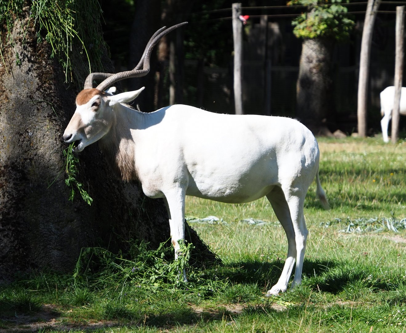 Addax (Addax nasomaculatus), 2020-07-21